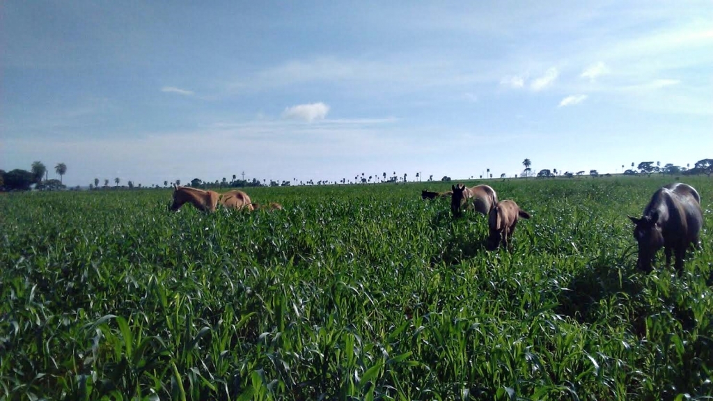 éguas da raça Crioula