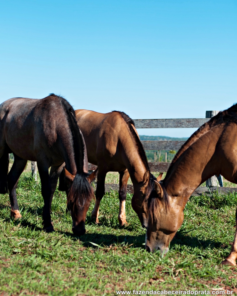 Cavalos Crioulos