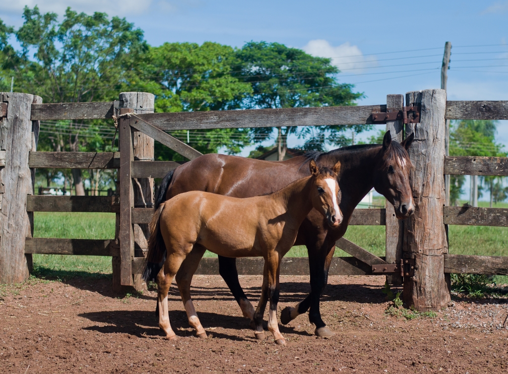 Herança do Mano a Mano e Estampa EFC