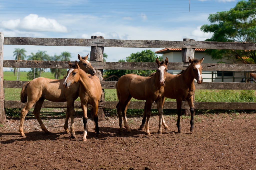 Produção 2014, filhos de Xote Antigo do Itapororó.