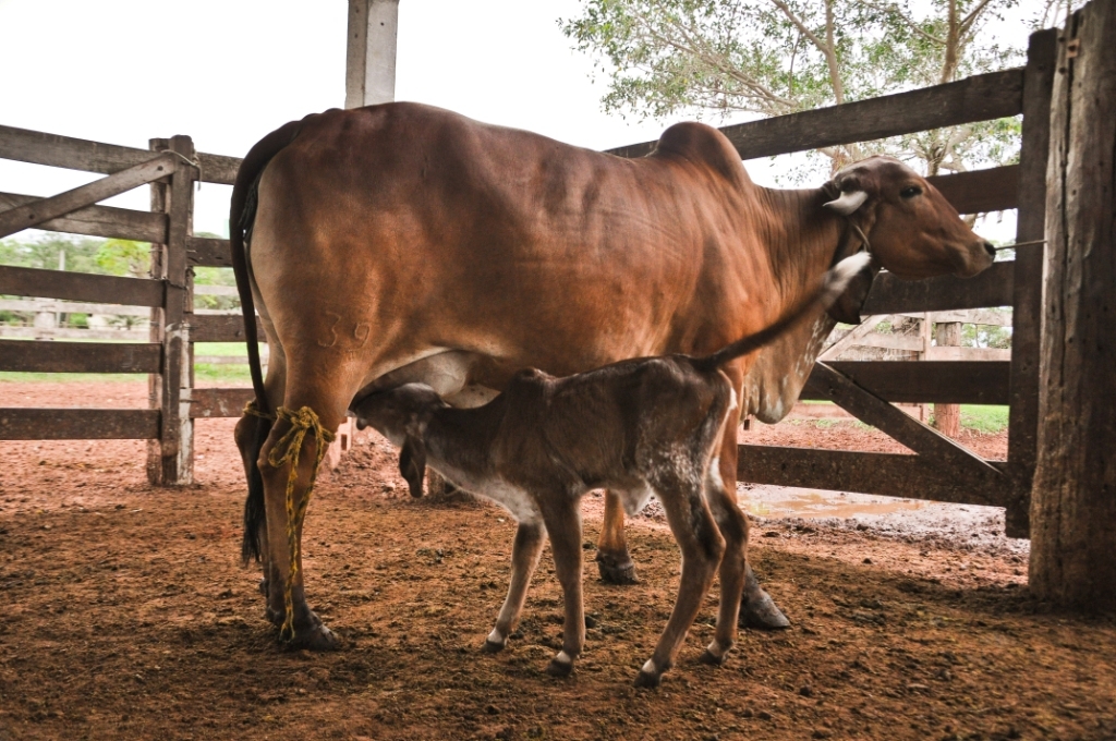 Fofucha e Canela