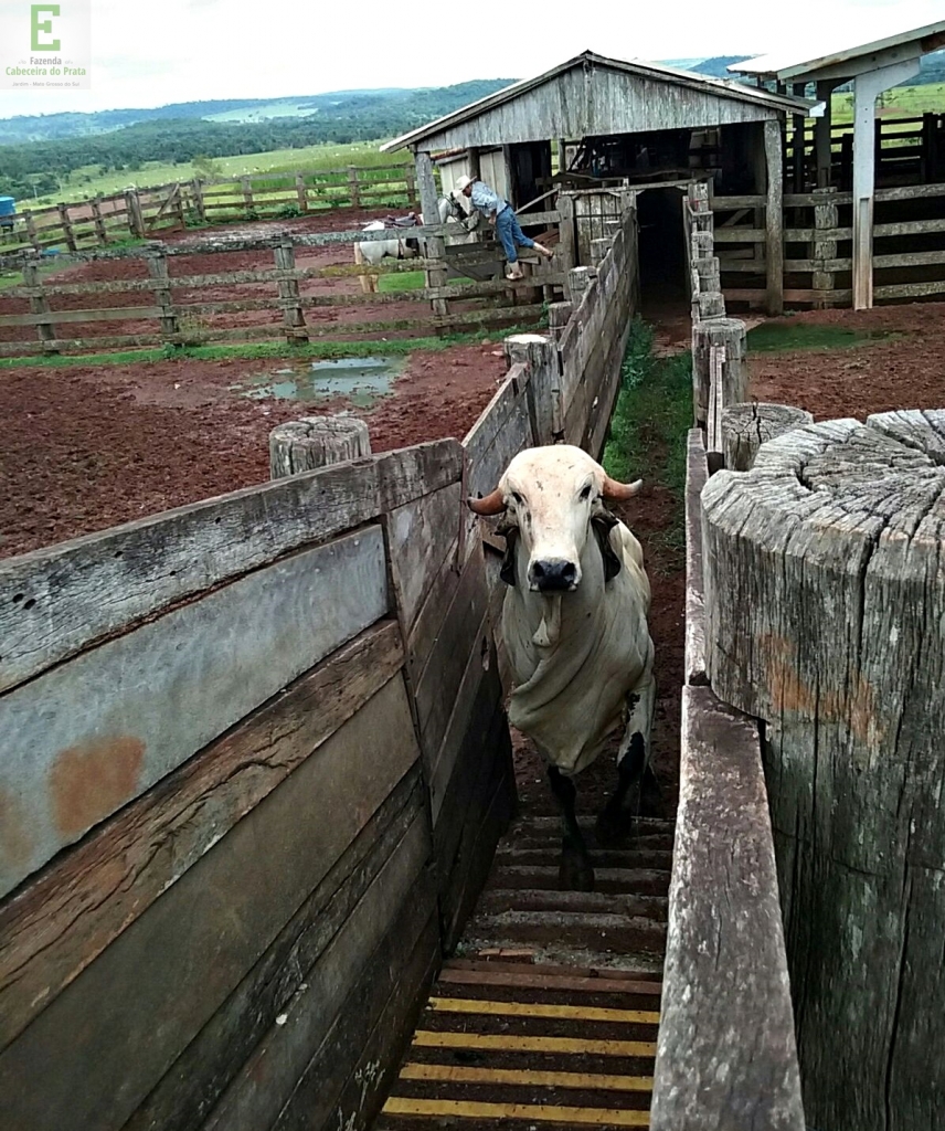 Cowboy Touro Gir Leiteiro