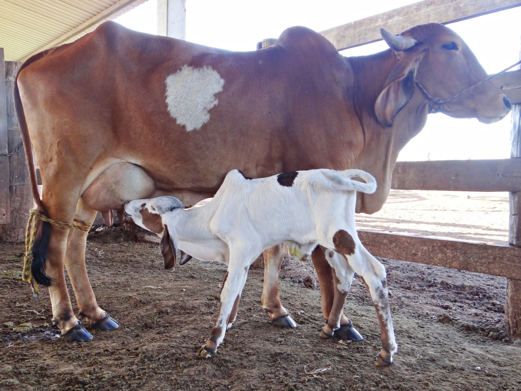 Nasce bezerro da raça Gir | Fazenda Cabeceira do Prata