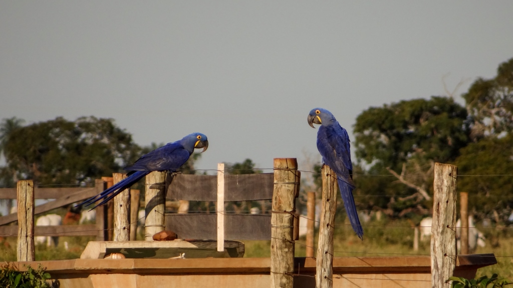 Casal de Arara Azul é encontrado na Fazenda Cabeceira do Prata
